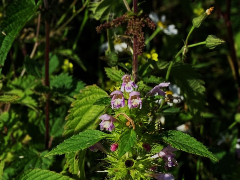 Is dit een hennepnetel?